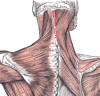 Mieux comprendre et traiter les cervicalgies