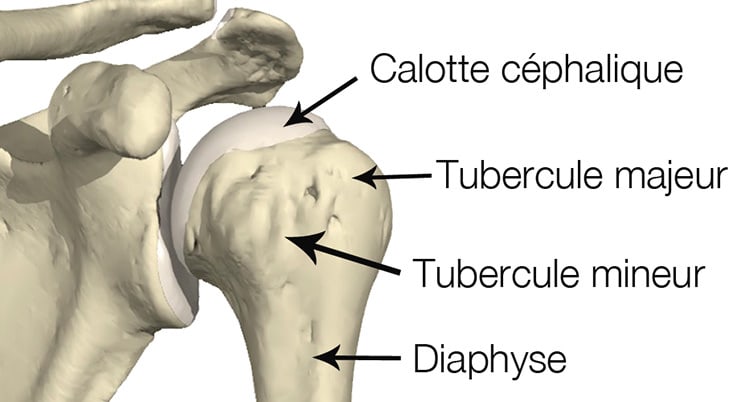 osteologie epaule