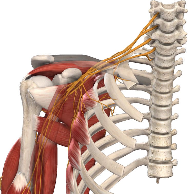 douleur cervicale bras