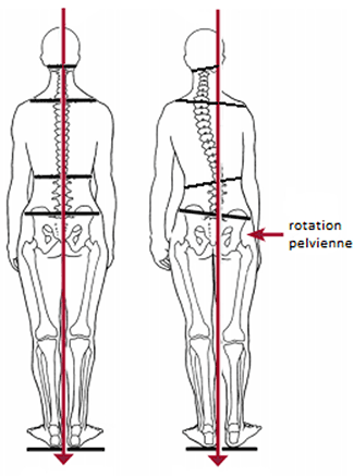 diaphragme anatomie