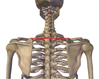 diaphragme cervico-thoracique