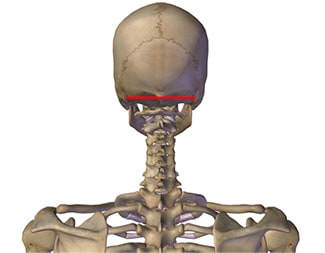 diaphragme cranien