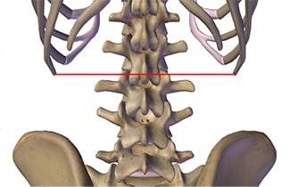 diaphragme thoraco abdominal