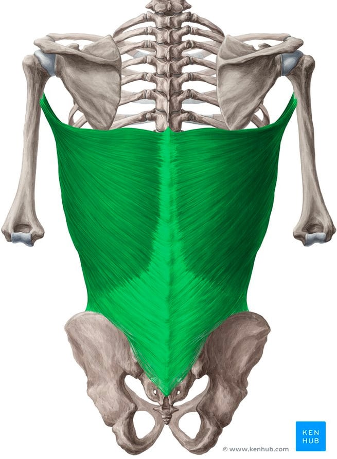 anatomie membre superieur