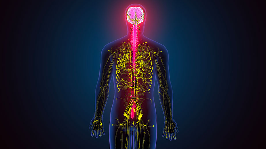 osteocalcine stress