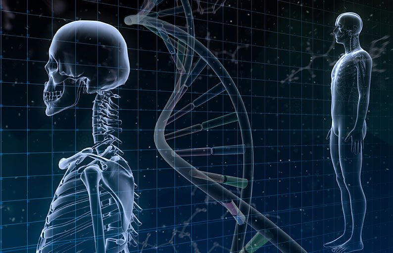 Ostéoporose : comprendre l'anatomie des os