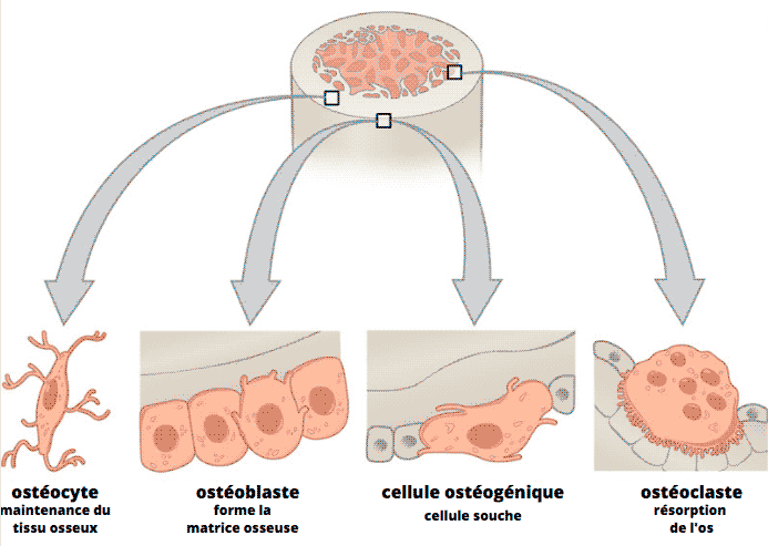 physiologie os