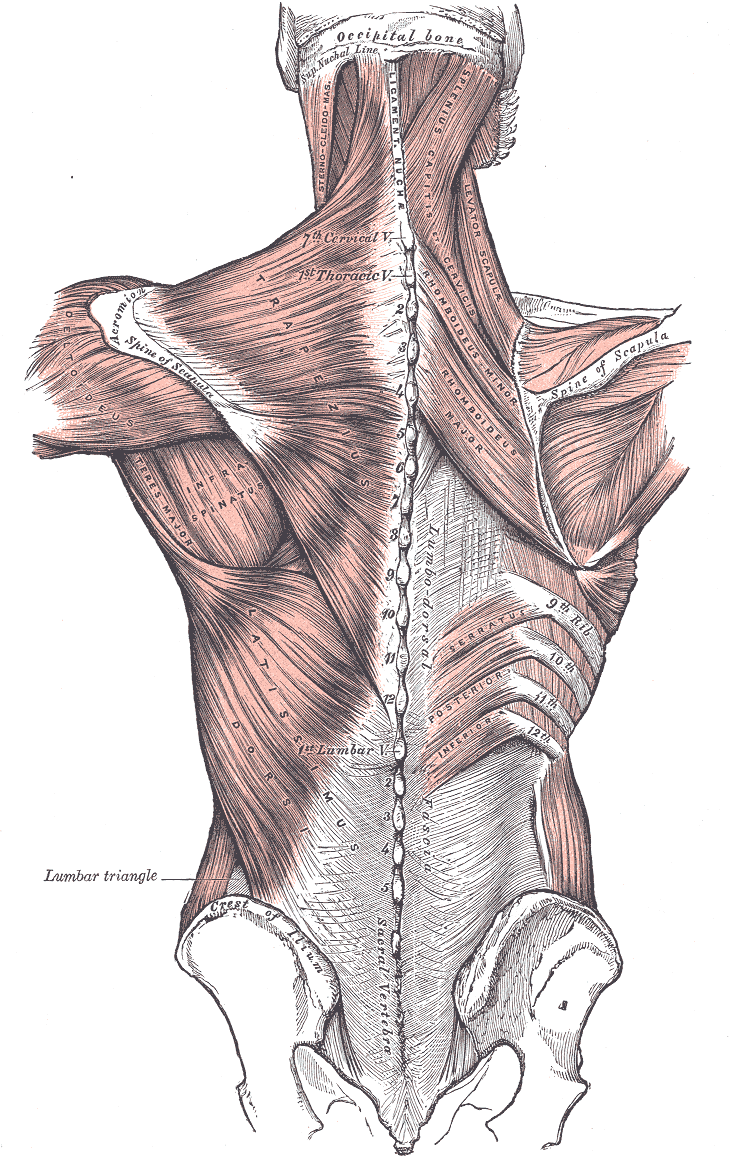 sensibilite proprioceptive